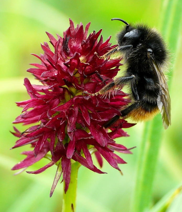 Bombus sp. su orchidea Nigritella rhellicani Monte Zugna (TN) luglio 2013